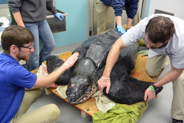south-carolina-aquarium-sea-turtle-rescue-program-leatherback-sea-turtle-march-2015-44.jpg 