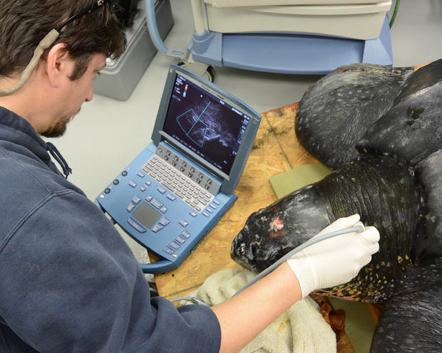 south-carolina-aquarium-sea-turtle-rescue-program-leatherback-sea-turtle-march-2015-27.jpg 