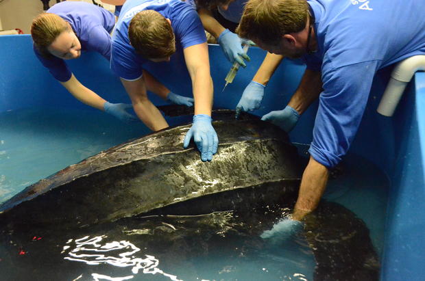 csouth-carolina-aquarium-sea-turtle-rescue-program-leatherback-sea-turtle-weight-check-and-antibiotic-injections-march-2015-70.jpg 