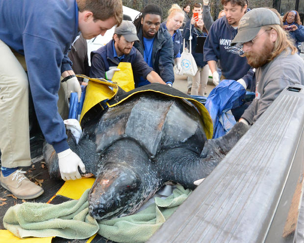 south-carolina-aquarium-sea-turtle-rescue-program-leatherback-sea-turtle-march-2015-7.jpg 