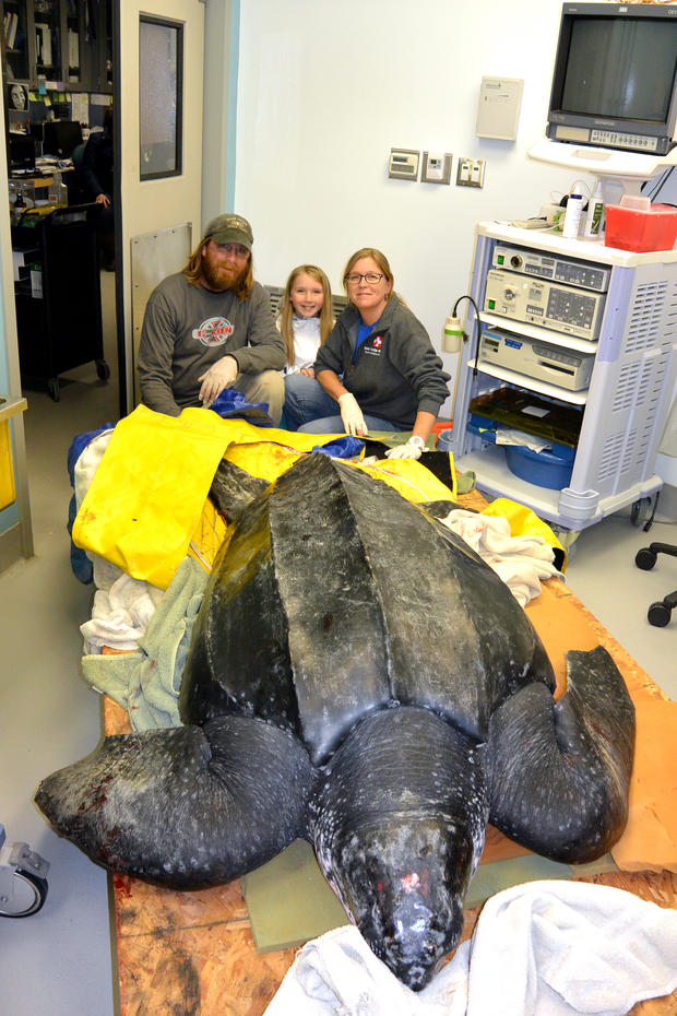 south-carolina-aquarium-sea-turtle-rescue-program-leatherback-sea-turtle-march-2015-20.jpg 