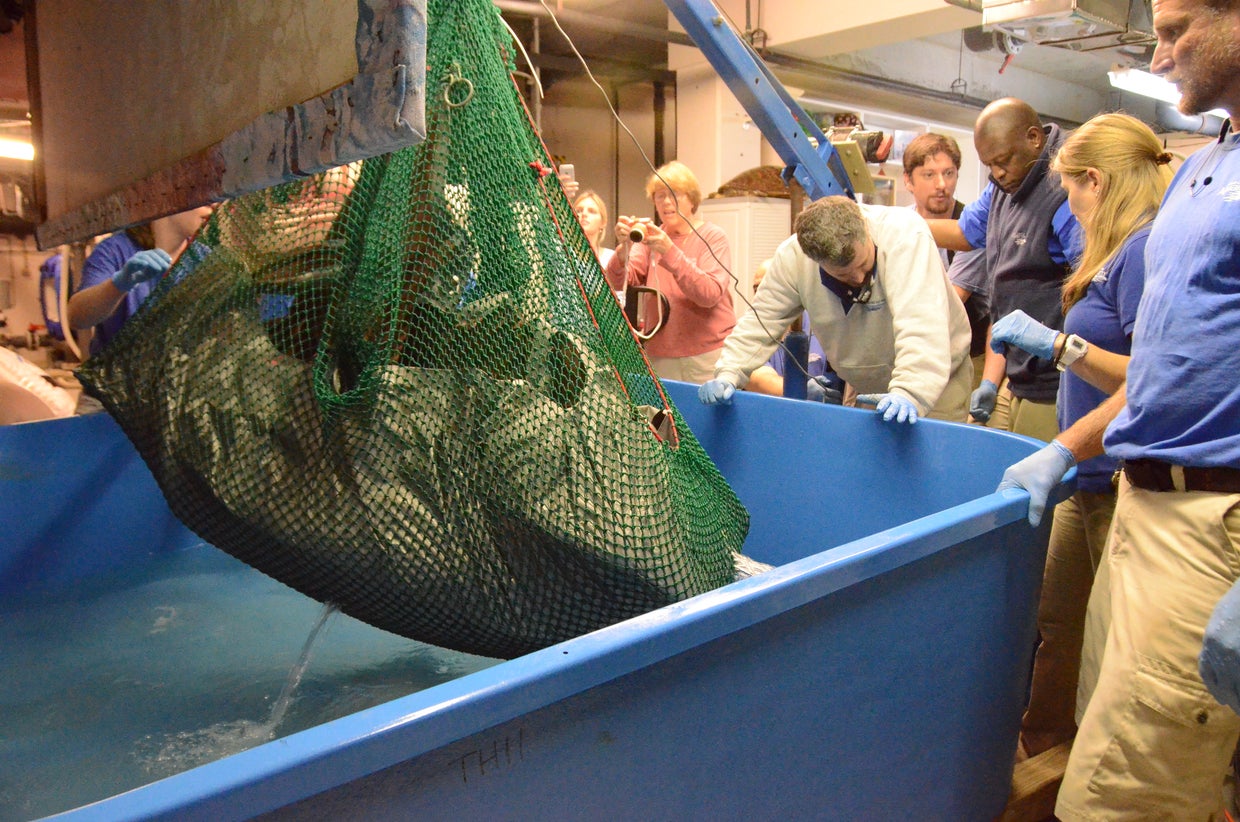500 pound leatherback sea turtle rescued after washing ashore in South ...