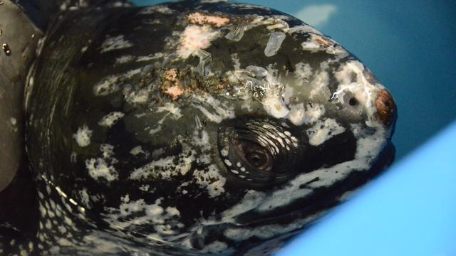 csouth-carolina-aquarium-sea-turtle-rescue-program-leatherback-sea-turtle-weight-check-and-antibiotic-injections-march-2015-58.jpg 