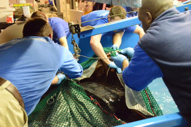 csouth-carolina-aquarium-sea-turtle-rescue-program-leatherback-sea-turtle-weight-check-and-antibiotic-injections-march-2015-16.jpg 