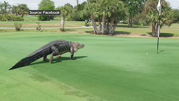 Massive Gator Spotted On Golf Course 