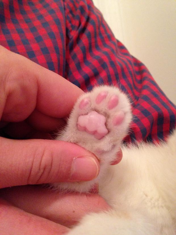 Close up photo reveals the blisters on Ralphie's front paws caused by skin adhering to the fence (credit MSPCA-Angell) 