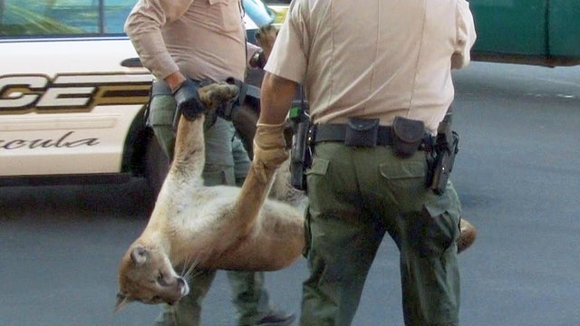 mountain lion california 