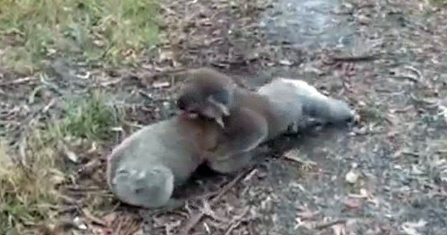 Koalas get down and dirty in wrestling matchup CBS News