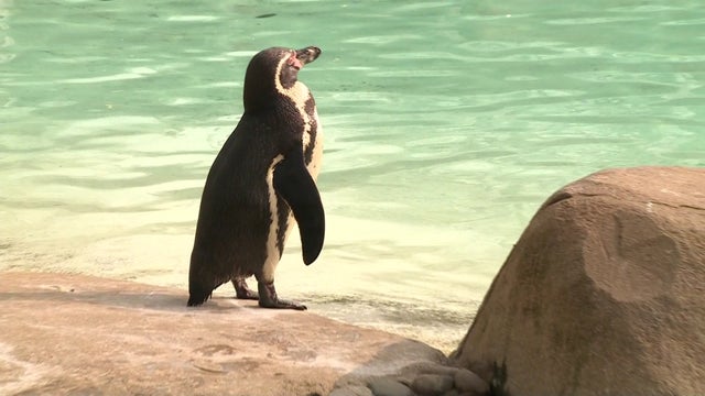 penguin-material-hrem12frame57610.jpg 