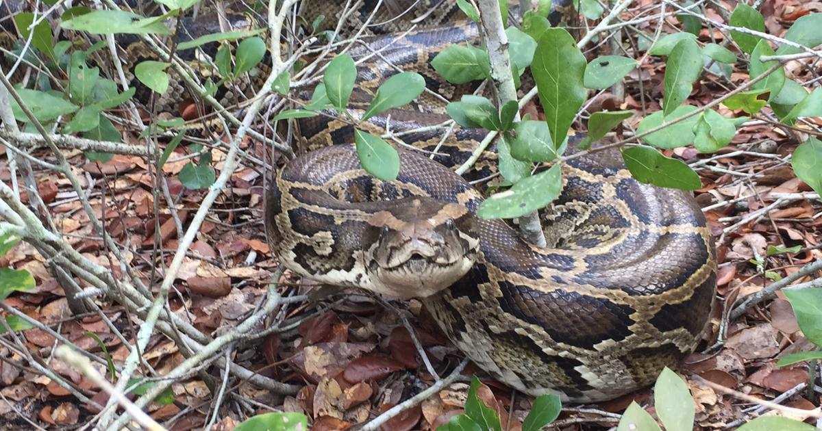 How Are Burmese Pythons Changing the Everglades?