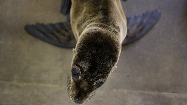sea lion pup 