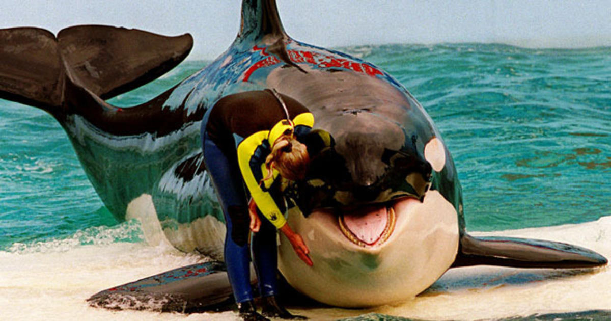 #Lolita, beloved killer whale who had been in captivity, has died, Miami Seaquarium says