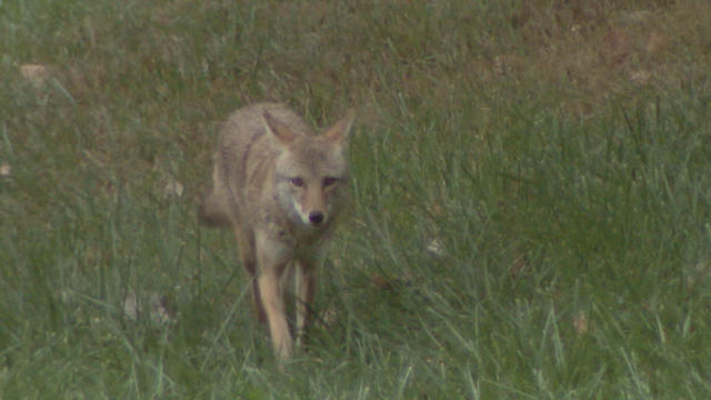 coyote.jpg 