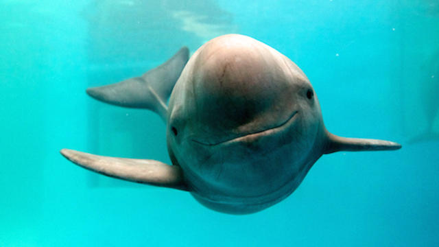 dolphin-crop.jpg 