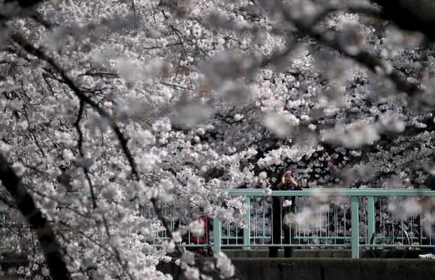 cherry-blossoms.jpg 