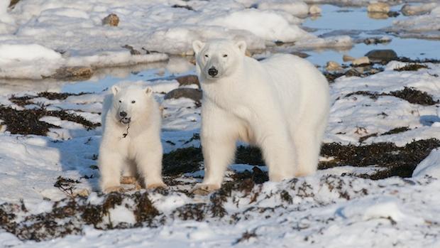 Polar bears get their special day 