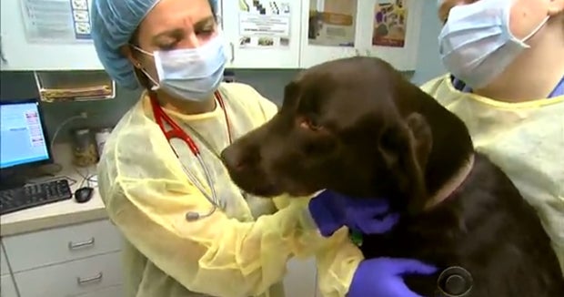 Coughing canines? 6 things to know about dog flu CBS News