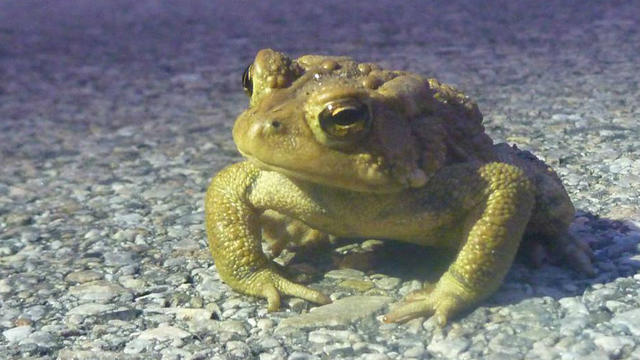toad-detour-time.jpg 