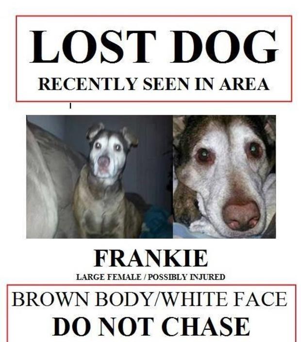 wakefield dog poster 