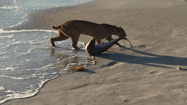 bobcat shark florida 