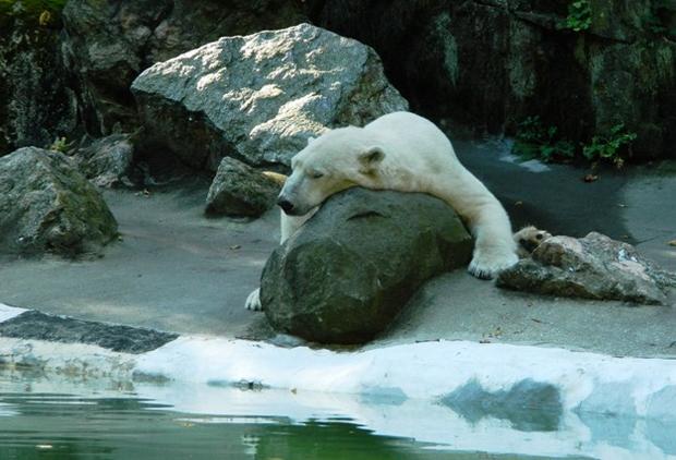 Polar Bear Bronx Zoo 