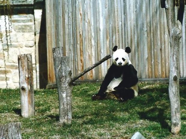Panda National Zoo 
