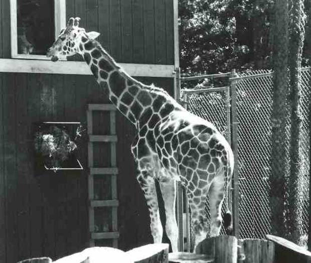 Cape May Zoo Giraffe 