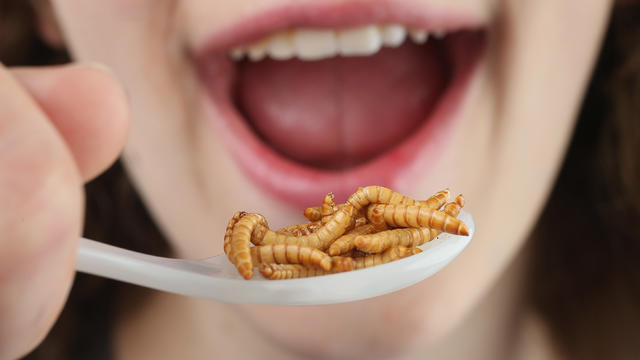 edibleinsects488903155.jpg 