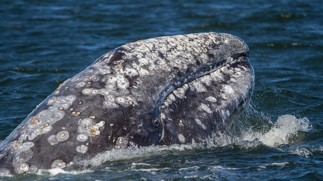 western-gray-whale.jpg 