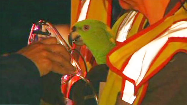 parrots2.jpg 
