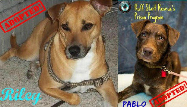 Riley And Pablo -- Ruff Start Rescue Prison Program 