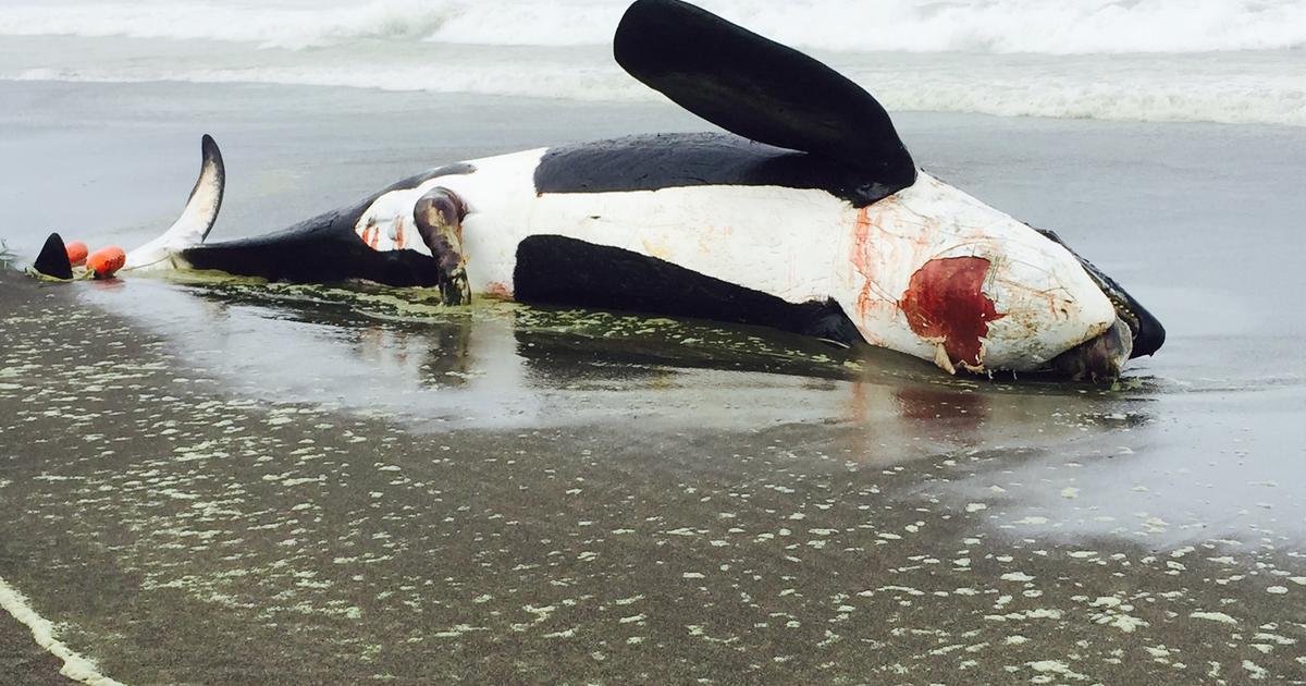 beached killer whale