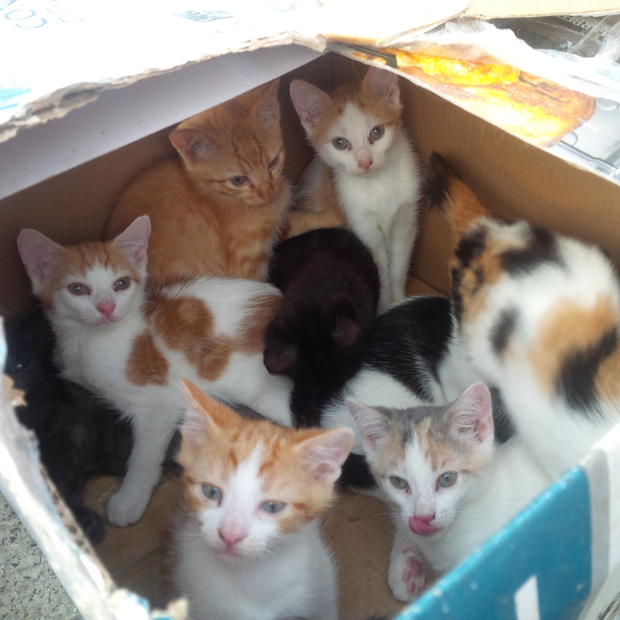 Kittens abandoned by Staten Island roadside 