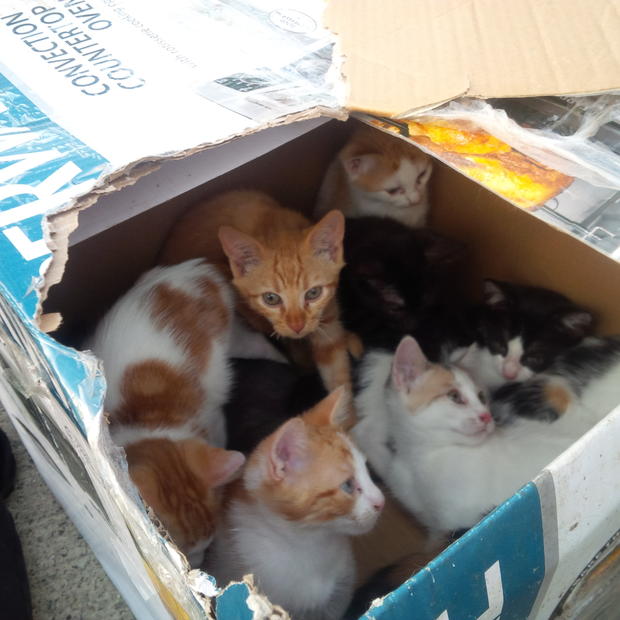 Kittens abandoned by Staten Island roadside 