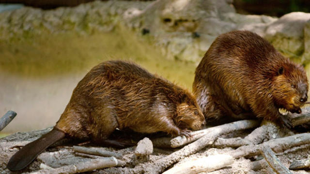 beavers111.jpg 