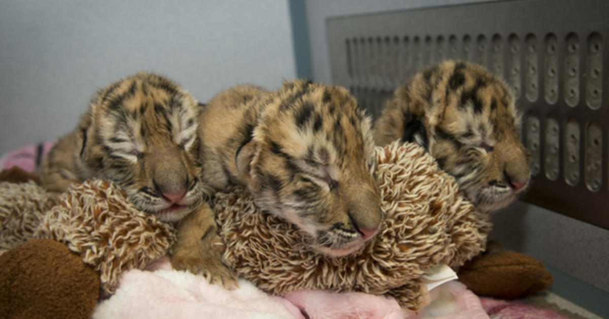 Zoo welcomes 'extremely important' birth of tiger cub triplets