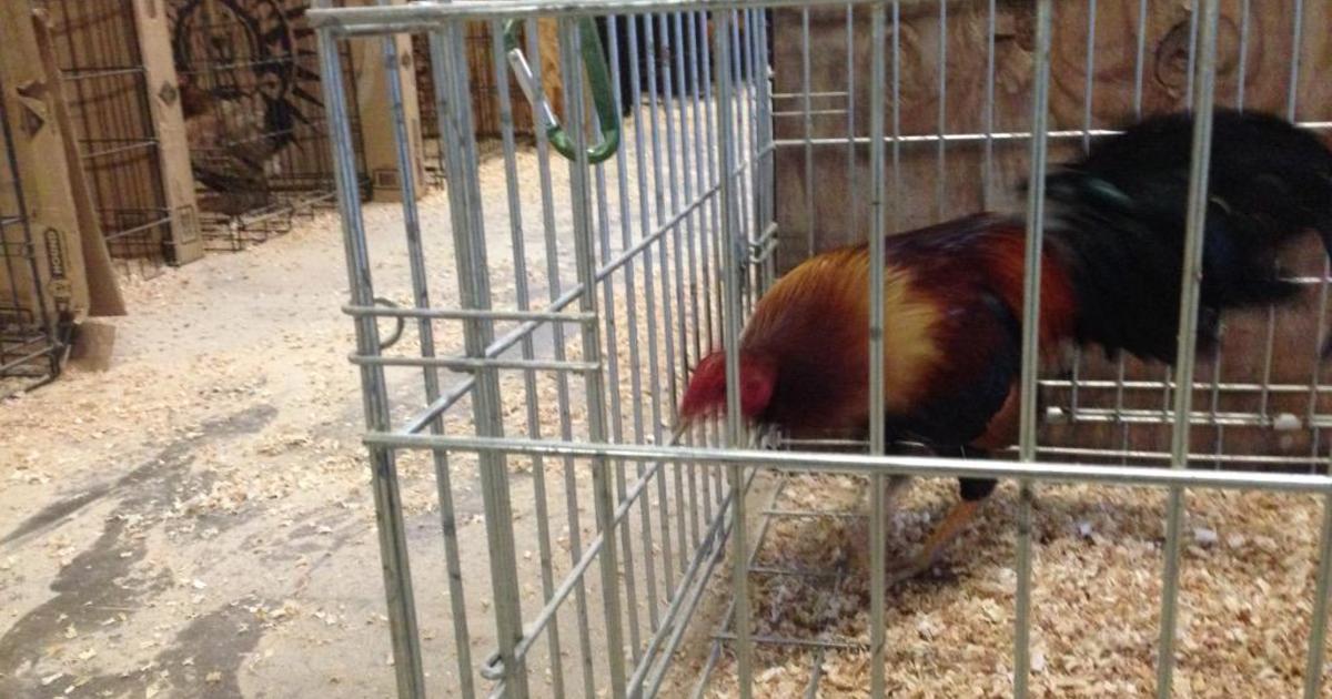 More Than 300 Birds Seized From Alleged Cock Fighting Operation Cbs Dfw 