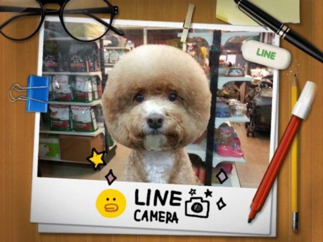 Square best sale haircut dog