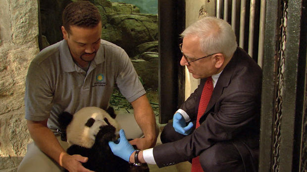 national-zoo-panda-exhibit-5.jpg 