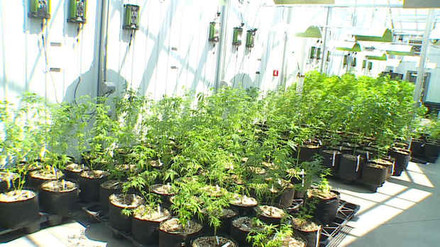 Inside Otsego's Medical Cannabis Facility 