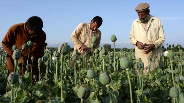 Afghanistan's opium problem 