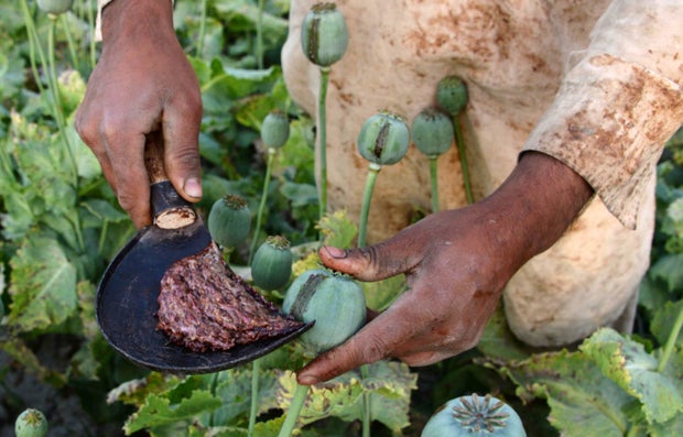 An Afghan farmer harvests opium sap from a poppy field in Surkh Rod District, of Nangarhar province near Jalalabad