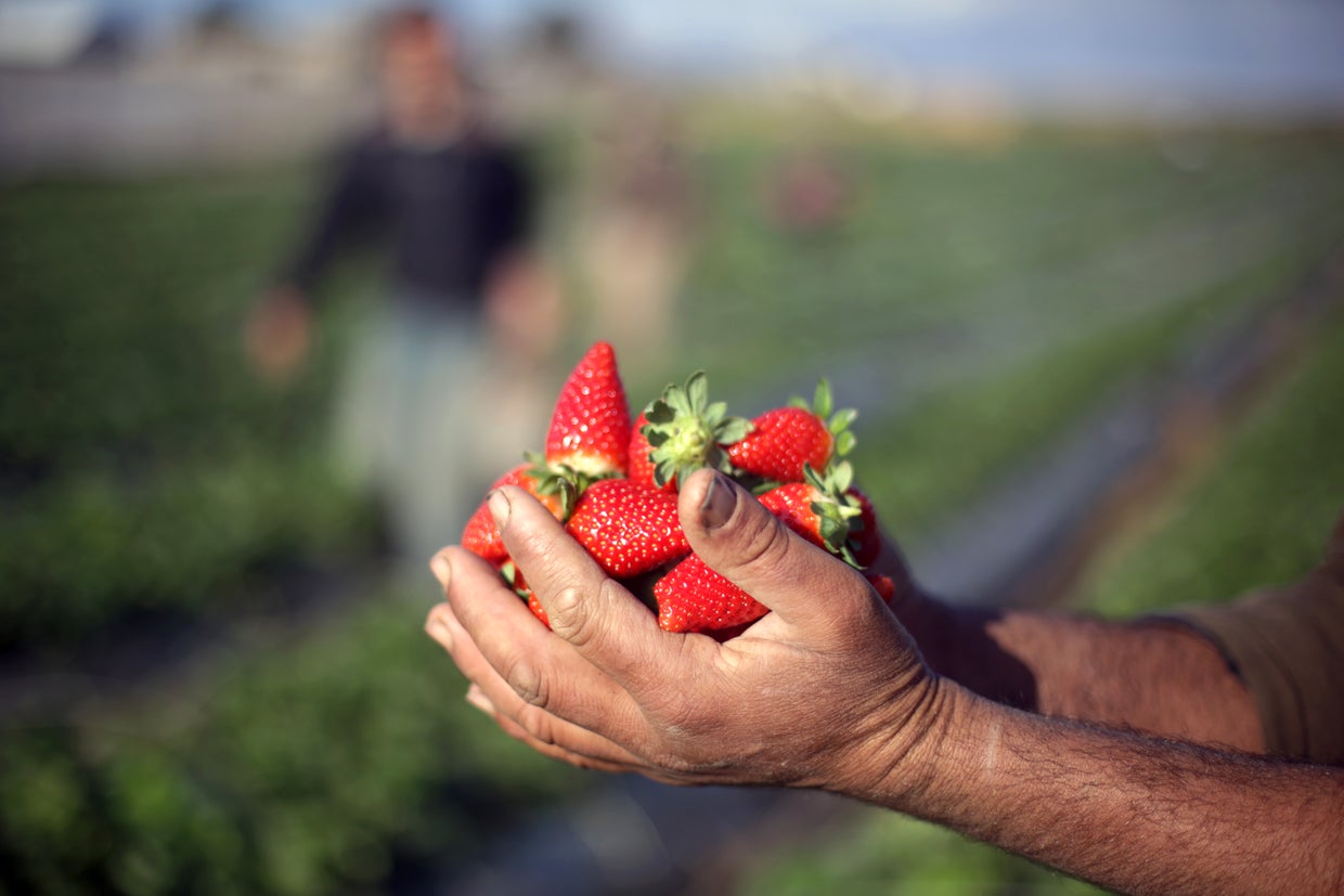 berries454763403.jpg 