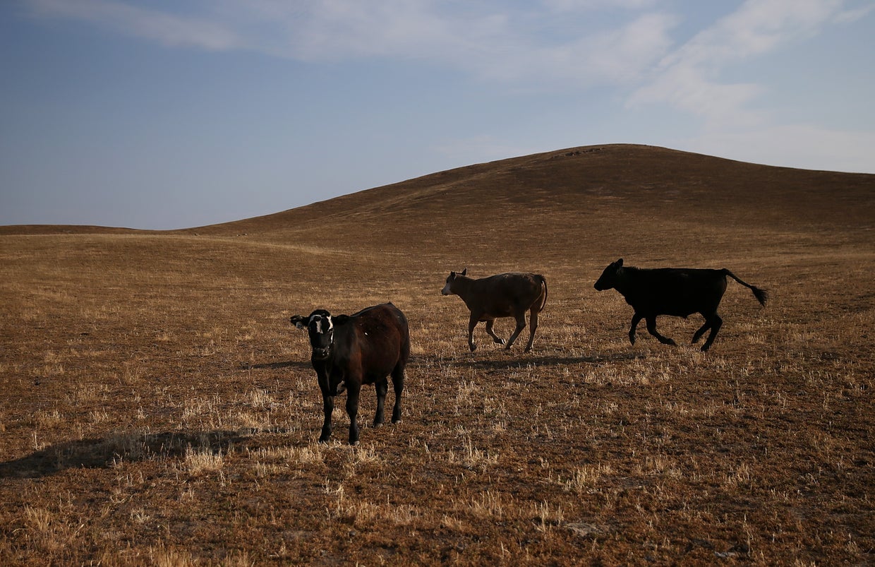 cattle470892820.jpg 