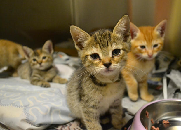 Kittens in need of foster homes 05072015 (1) 