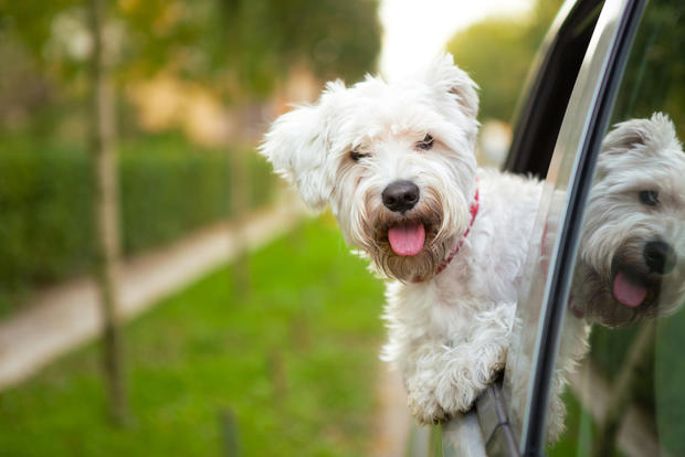 dog car window travel 