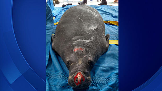 Fort Lauderdale Manatee Rescue 