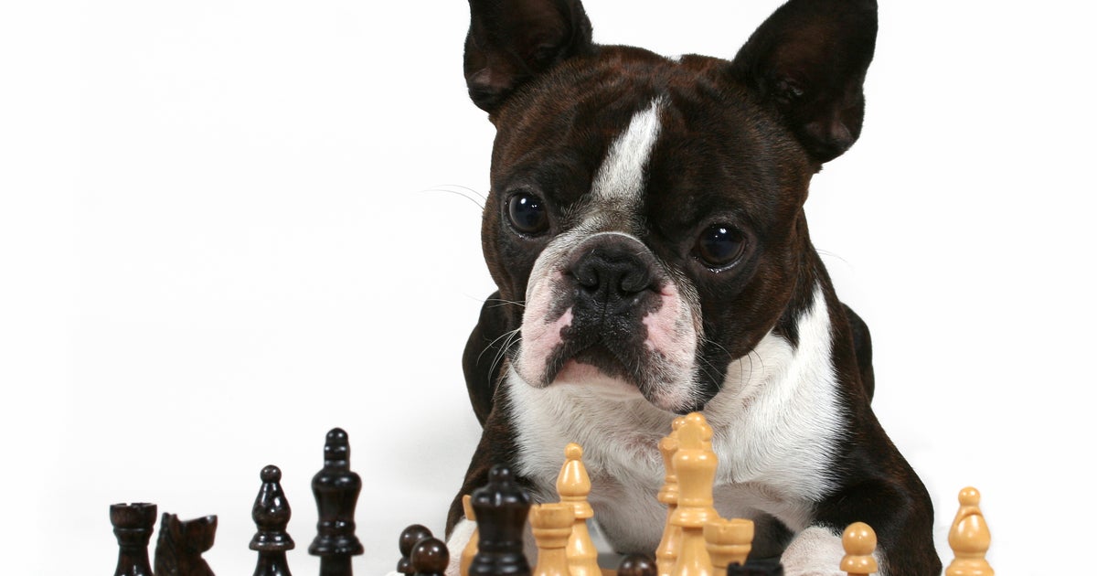 Is Your Dog A Genius Putting Fido To The Test CBS News