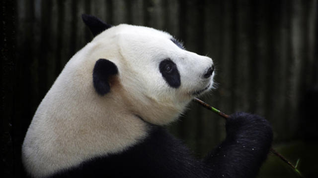 Giant panda Ai Hin holds a bamboo twig at the Chengdu Giant Panda Breeding Research Center in Chengdu, in southwest China's Sichuan province, July 17, 2014. 