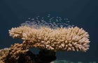 coral-reefs1.jpg 